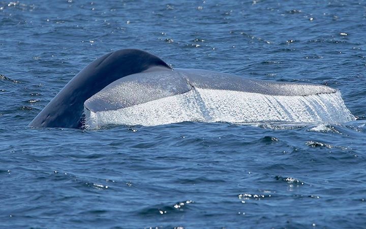 whale_tail_IMG_4020 - Coastside Buzz