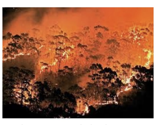 Are Eucalyptus Trees Flammable?