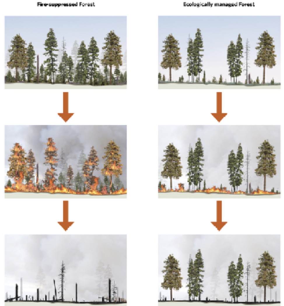 Building Defensible Space and Vegetation Management for Fire Risk Mitigation