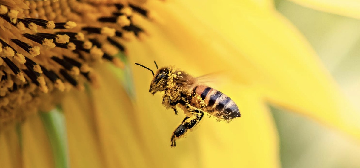 Save the Bees! Bee Hotels, Pollinator Hotspots, Honey Highways and The Bee Census