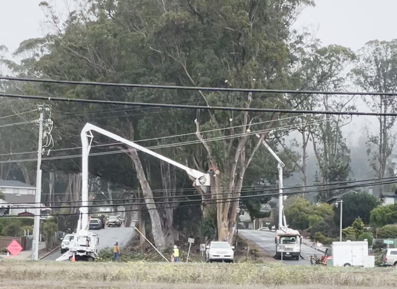 County Saves $ on 80-Tree Fire Mitigation ~ Contractor Hauls Eucs to Central Valley Power Generation Plant?