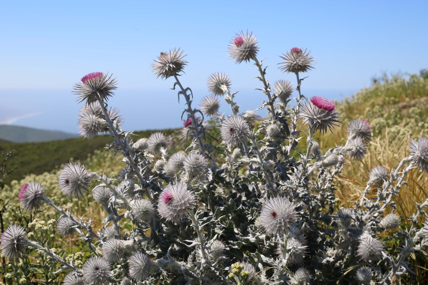 Putting the Top Back on Montara Mountain.