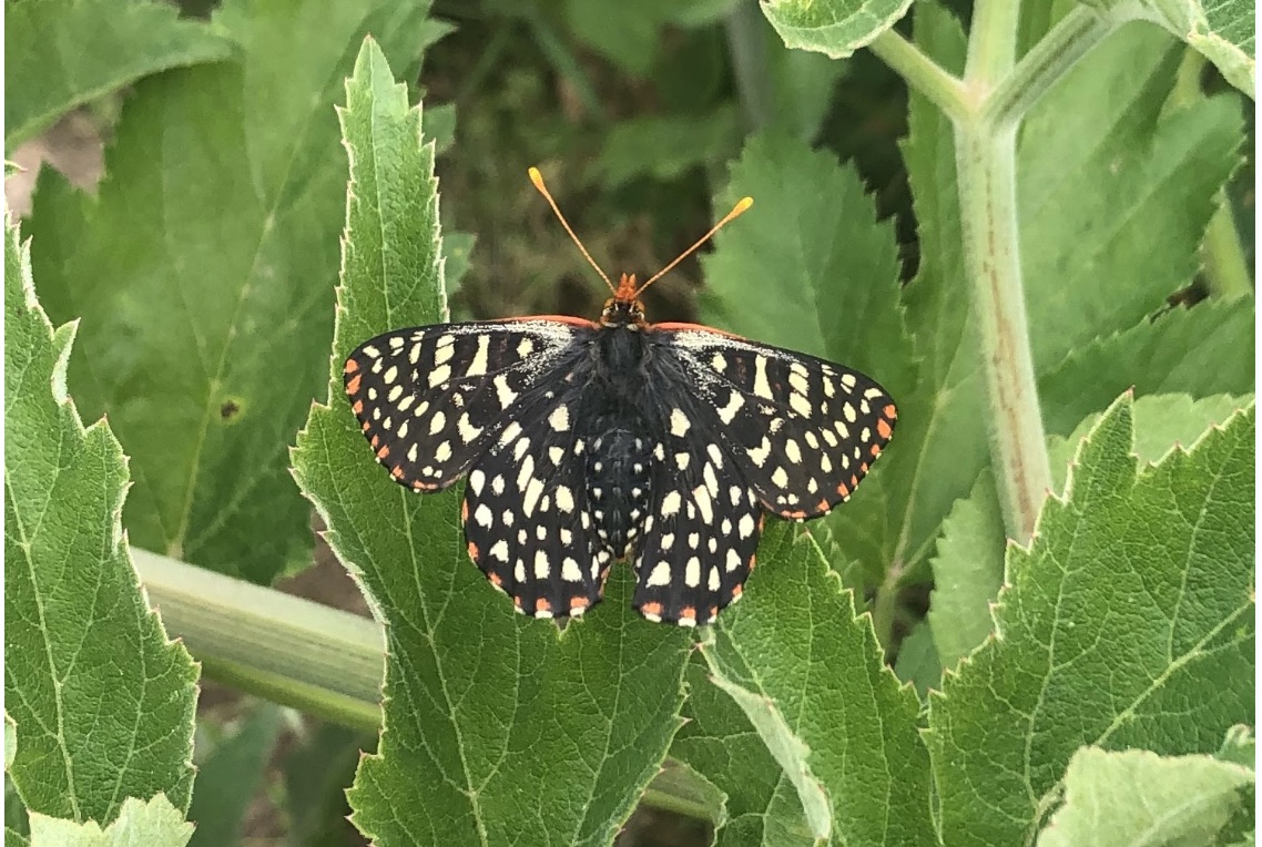 Coastside Land Trust Presents a Community Webinar on Coastside Bugs with Dr. Stephanie Dole ~ “The Beetlelady”