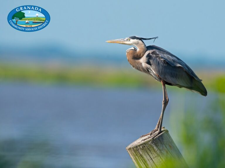 Bird Identification at Pillar Point Harbor 768x572