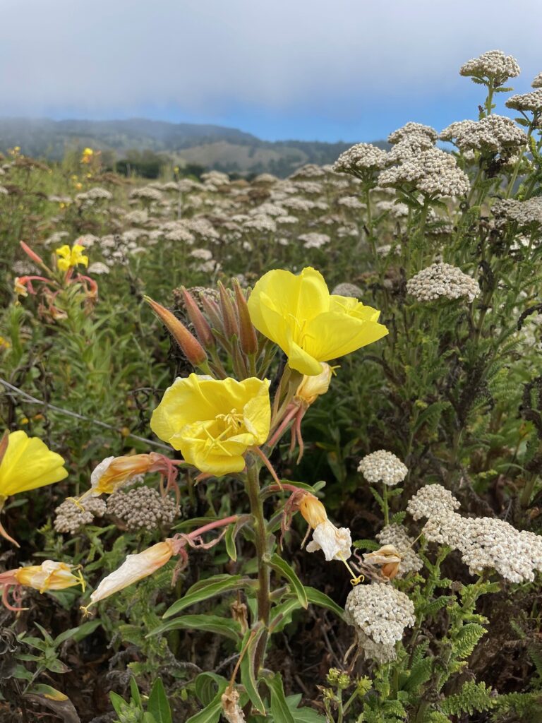 54716212167 b0d90172d0 k 768x1024