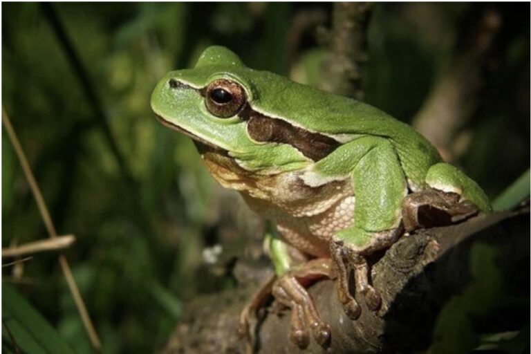 Pacific Chorus frog 768x512