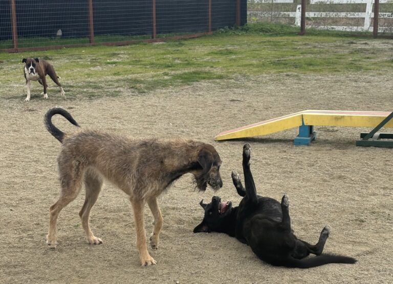Klaws paws pups 768x556