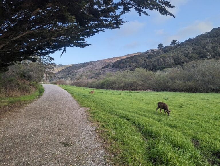 San Pedro Park 768x579
