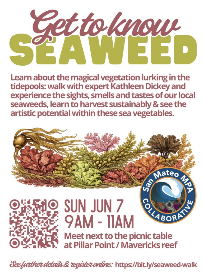 get to know seaweed 768x1047