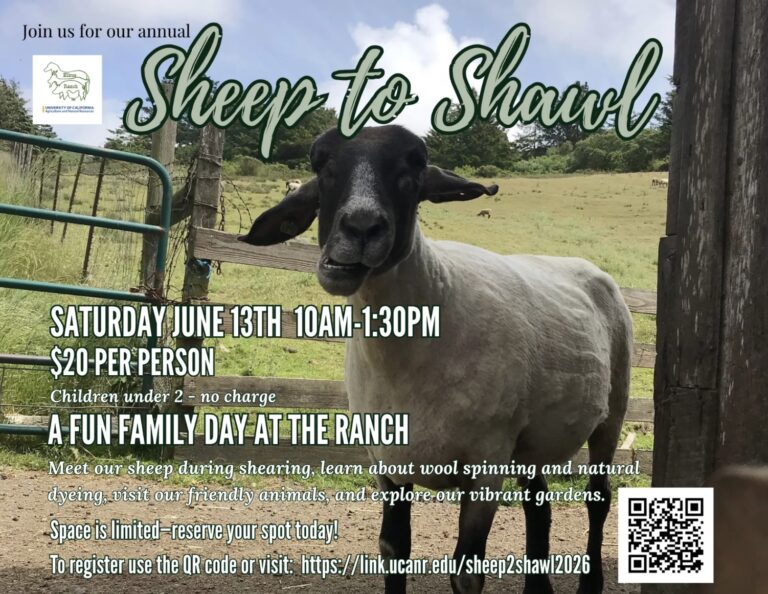sheep to shawl 2026 768x594