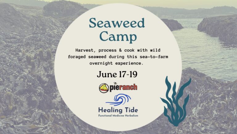 Pie ranch seaweed camp 768x433