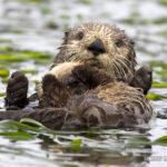 Young Otter Covers Eyes While in Mothers Arms AH10027D 16 x 24c v1 150x150
