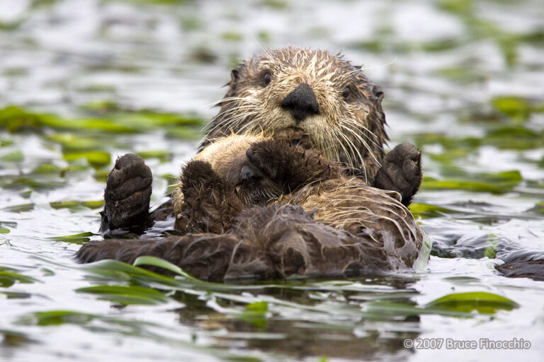 Young Otter Covers Eyes While in Mothers Arms AH10027D 16 x 24c v1 768x512