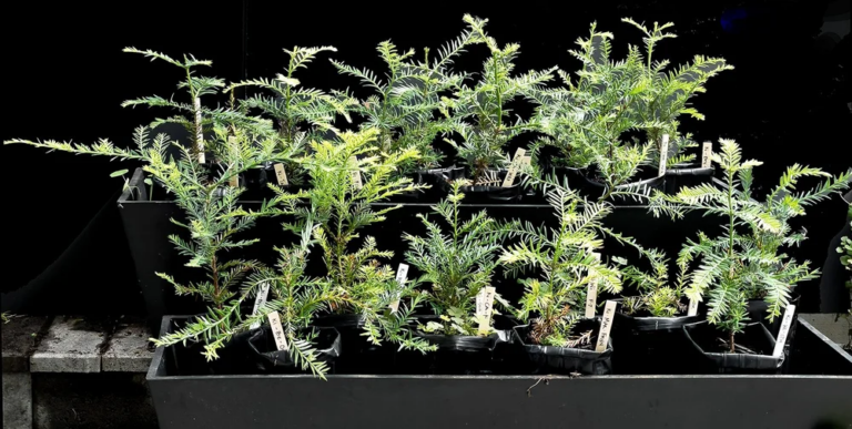 tree babies 768x387
