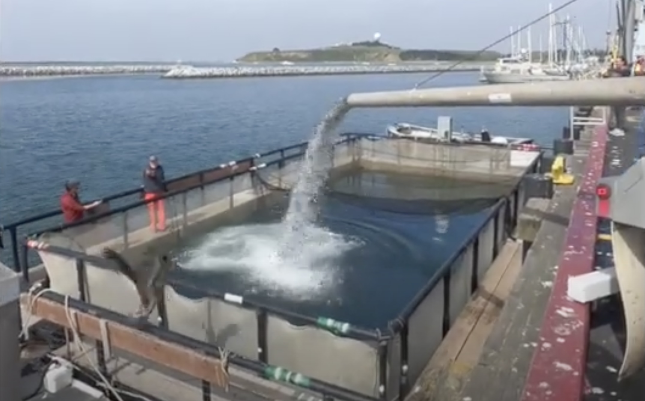 Watch the Coastside Fishing 2024 Chinook Salmon Smolt Pillar Point Harbor Delivery