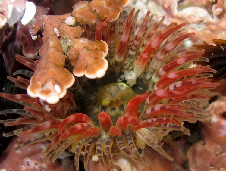 Protecting Our Tide Pools for Future Generations