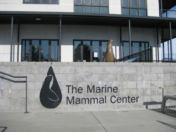 Heartwarming Seal Rescue At The Marine Mammal Center