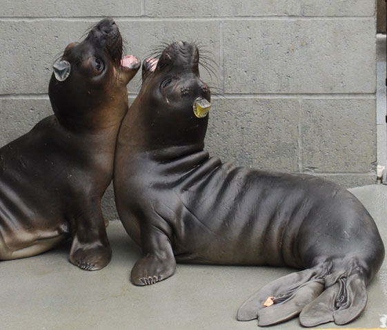 Help Feed The Hungry Seal Pups!